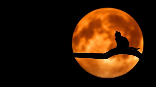 ¿Sabías que no se adoptan gatos negros en octubre?