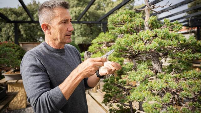 Carlos Martínez poda un bonsái en el estudio de David Benavente.