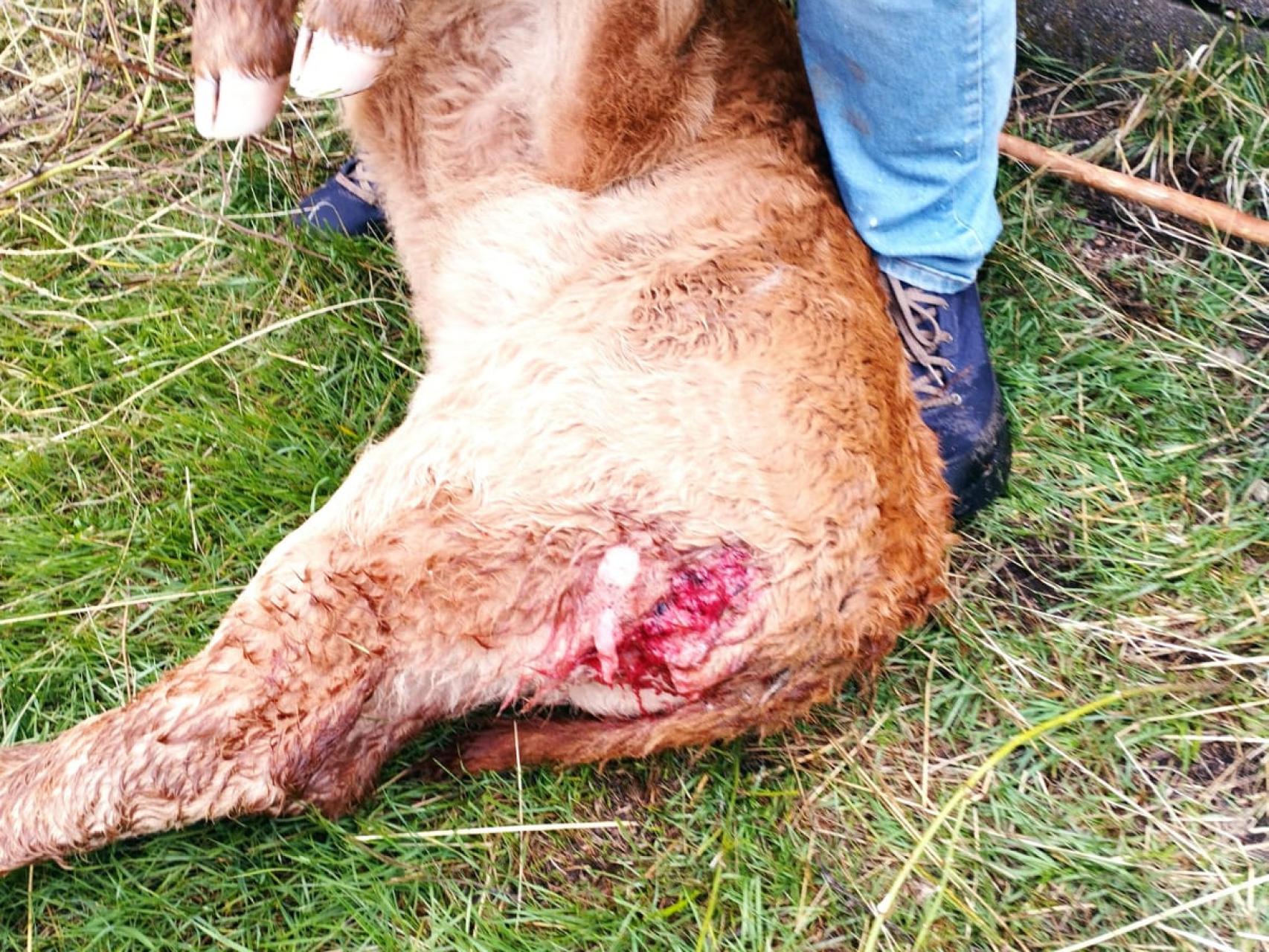 Los lobos no cesan en sus ataques a otros animales en Castilla y León