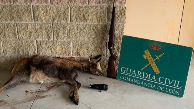 Imagen del rebeco muerto en Balboa