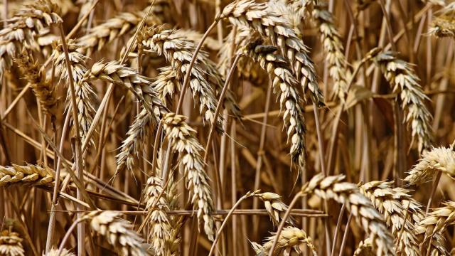 Un campo de trigo.