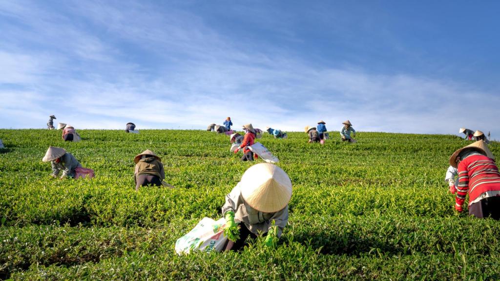 Agricultores asiáticos.
