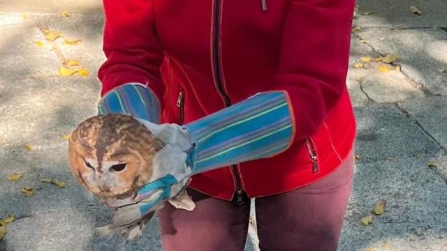 Uno de los cárabos que se coló este fin de semana en el Cigarral de Menores