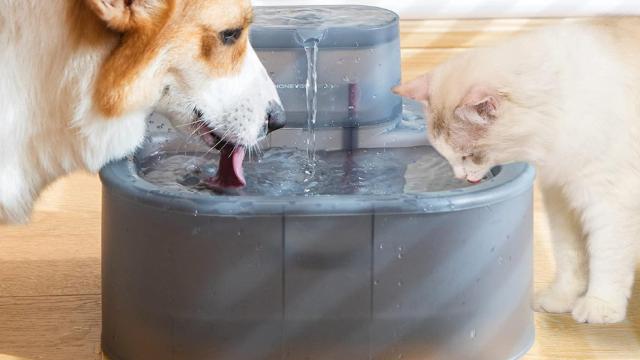 Fuentes de agua para mascotas