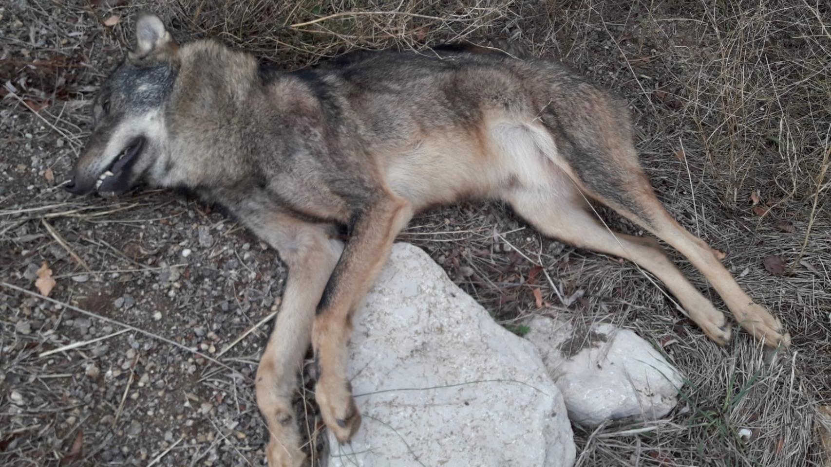 Lobo recogido esta mañana en el término municipal de Almenar