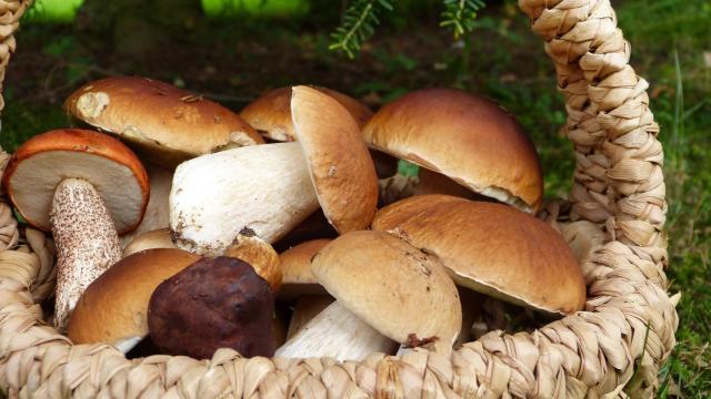 Cesta de boletus.
