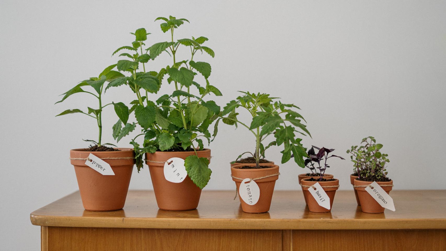 Un conjunto de macetas con plantas de interior.