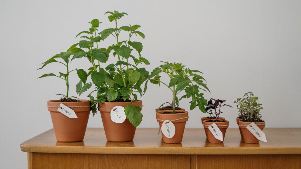 Un conjunto de macetas con plantas de interior.