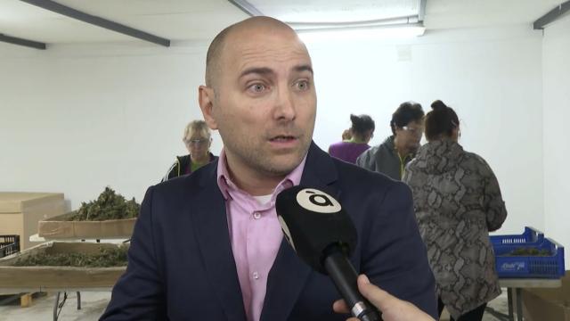 Francisco Gómez, gerente de E-Canna Farming, en una entrevista en À Punt.