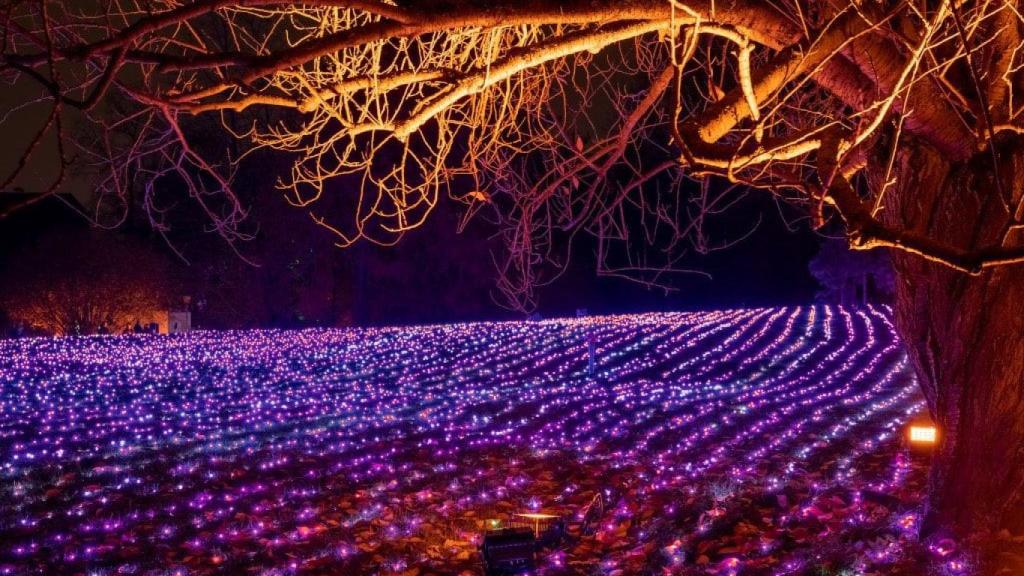Jardín Botánico de la Concepción en Navidad.