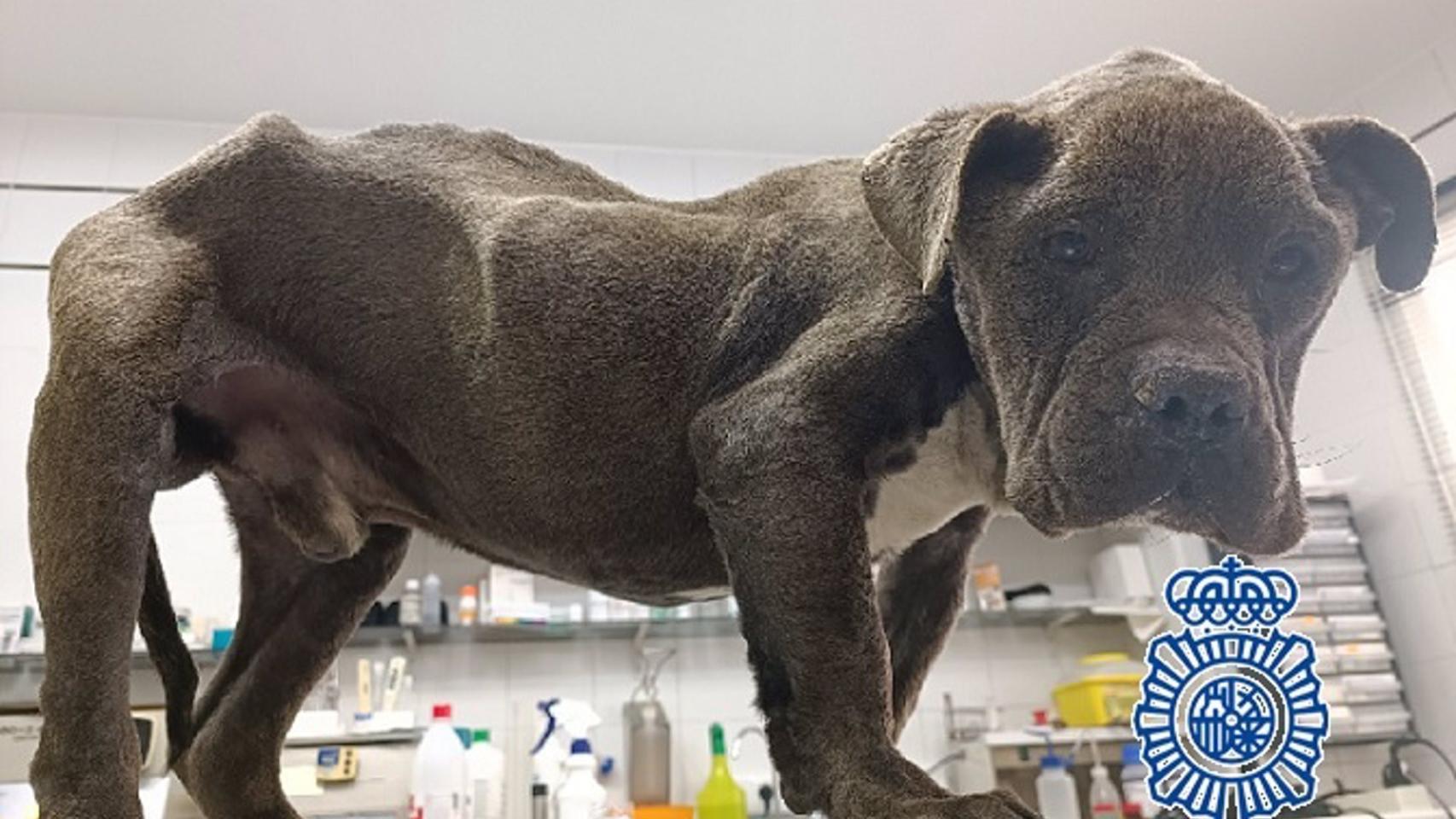 El perro de la detenida.