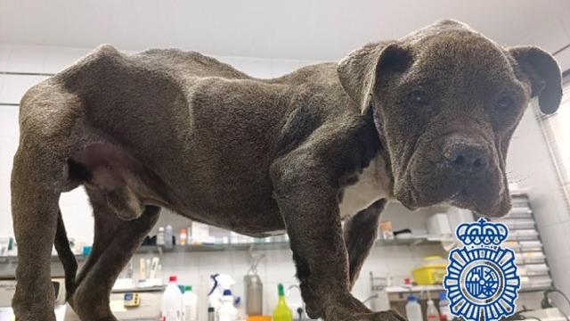 El perro de la detenida.