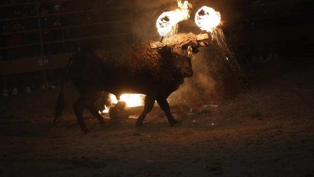Imagen de archivos del Toro Jubilo de Medinaceli
