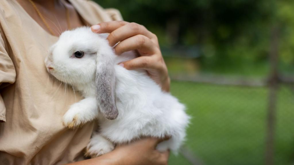 Conejo