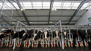 Imagen de archivo de multitud de vacas en una macrogranja.