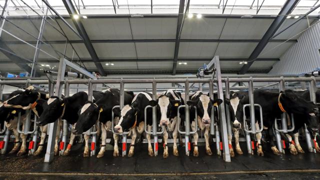 Imagen de archivo de multitud de vacas en una macrogranja.