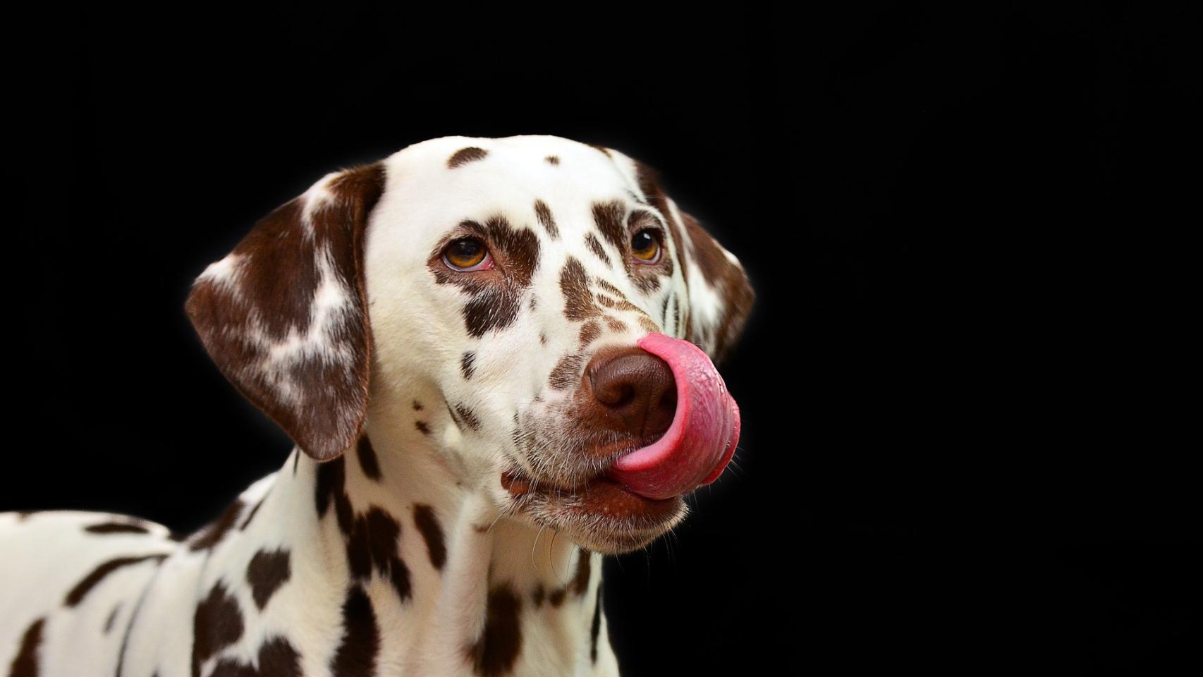 Si tu perro te mira y se relame, puede que estés enfadado