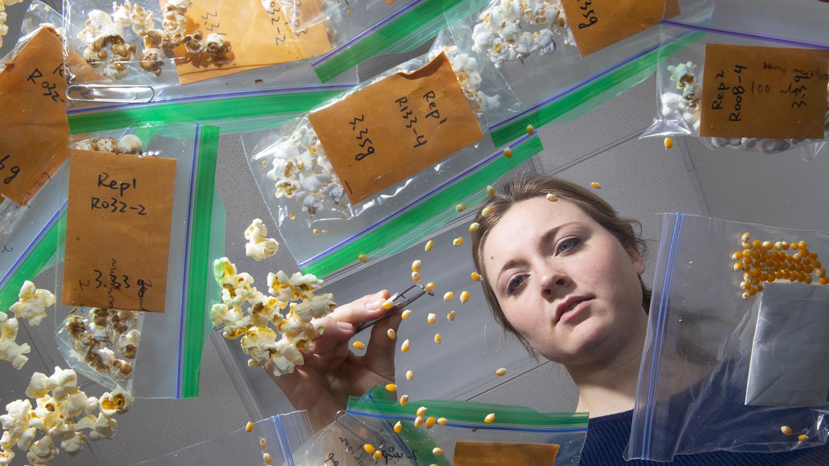 La investigadora Leandra Marshall separando palomitas según su calidad.