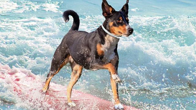 Collares antipulgas para perros