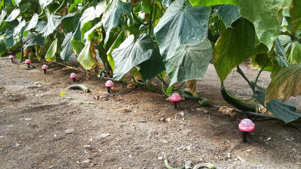 Varios goteros de DeepDrop instalados en una plantación