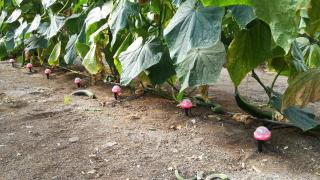 Varios goteros de DeepDrop instalados en una plantación