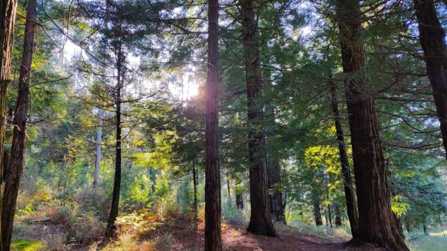 Bosque de secuoyas de Ponte Caldelas.