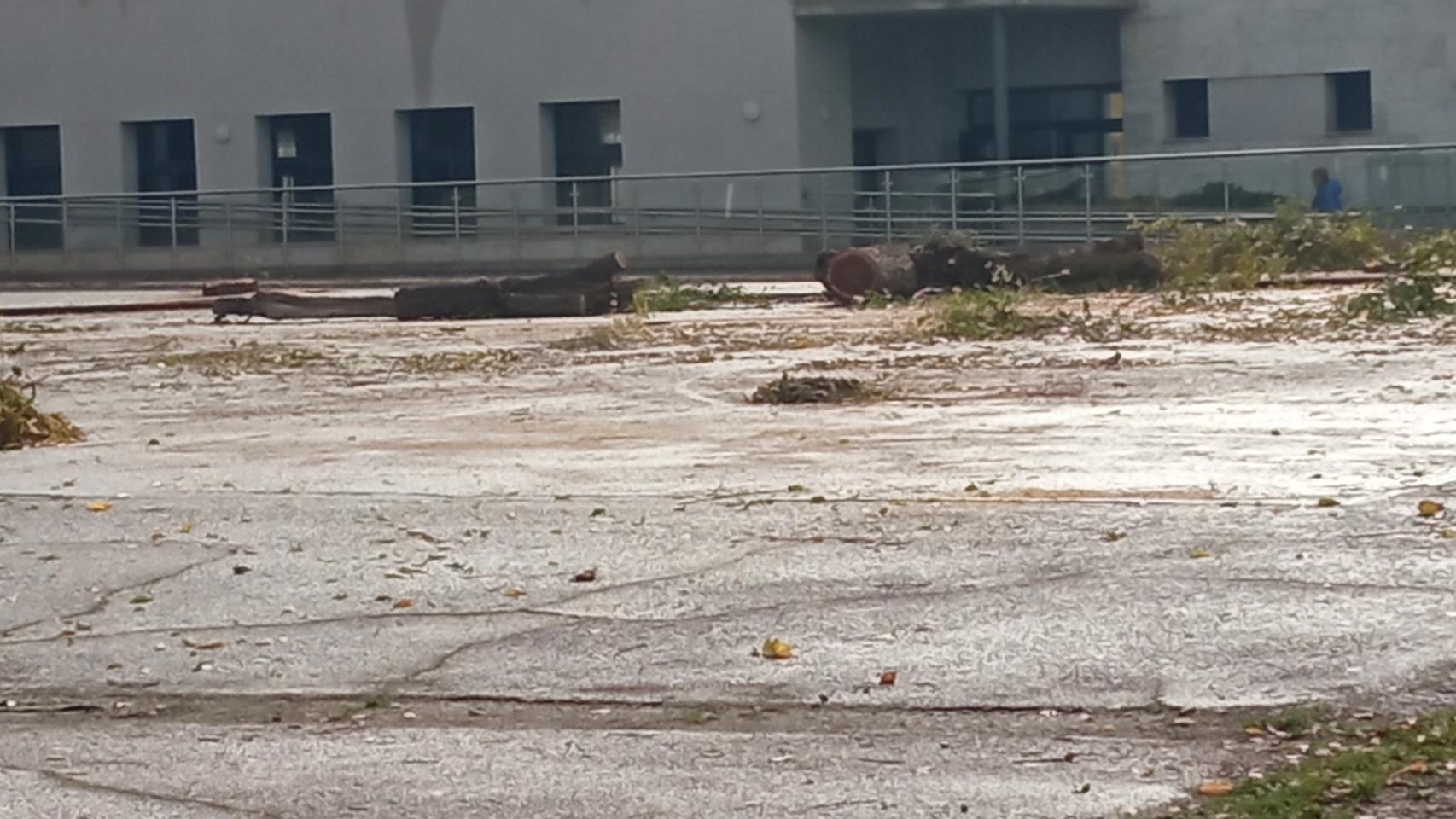 Denuncian la tala de varios olmos en colegio de Valdepeñas: Es un día triste