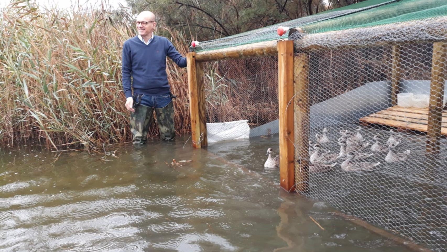 Los patos, siendo soltados.