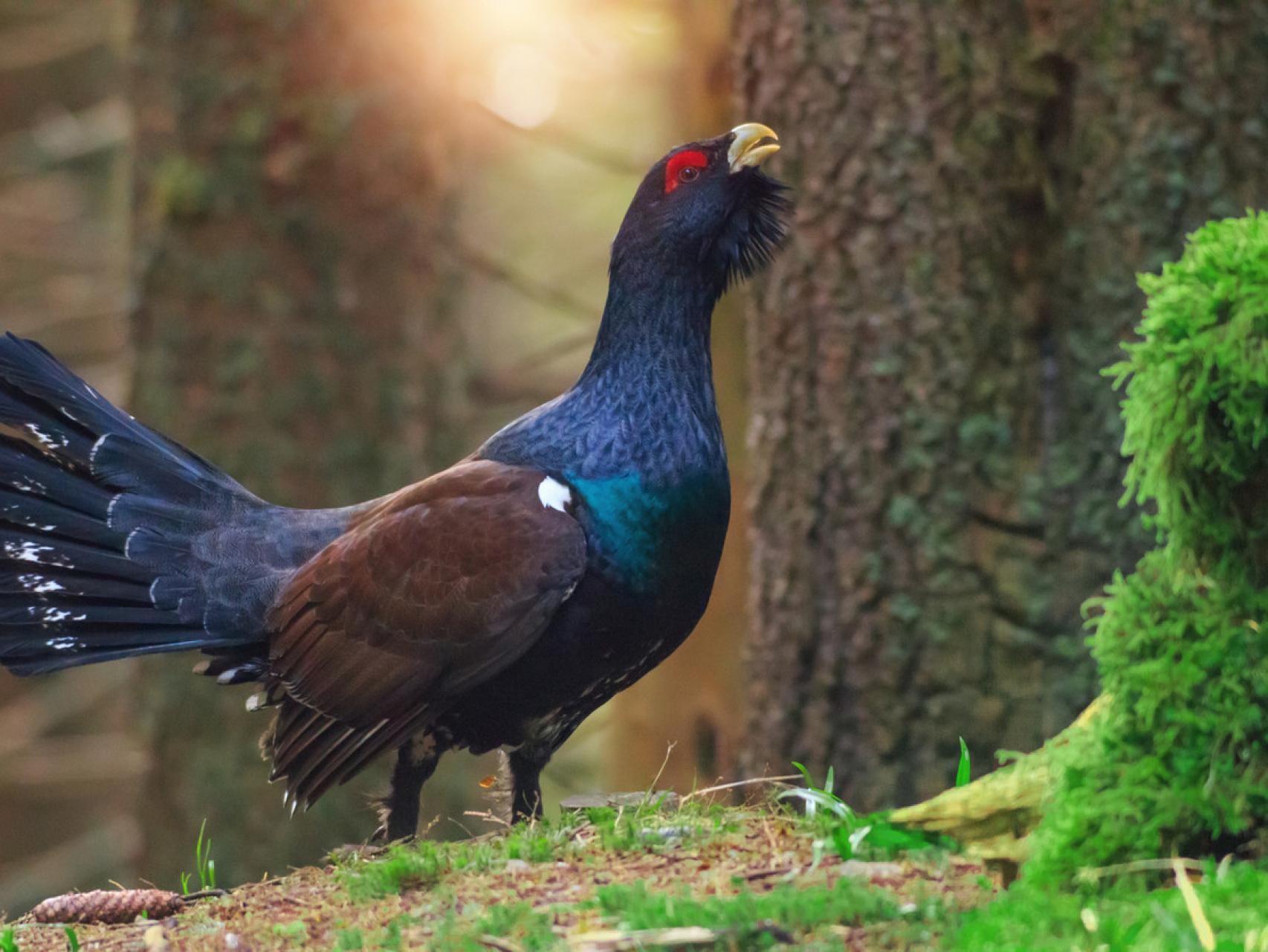 Imagen de archivo de un urogallo cantábrico.