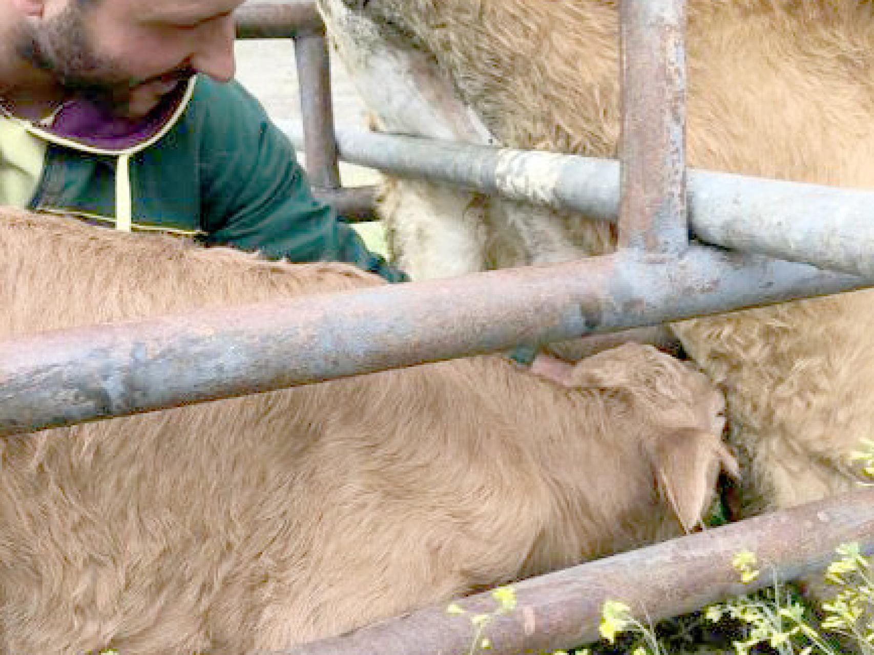 Un aganadero atiende su explotación de vacuno en Salamanca