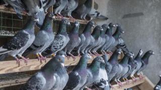 Foto de archivo de unas palomas.