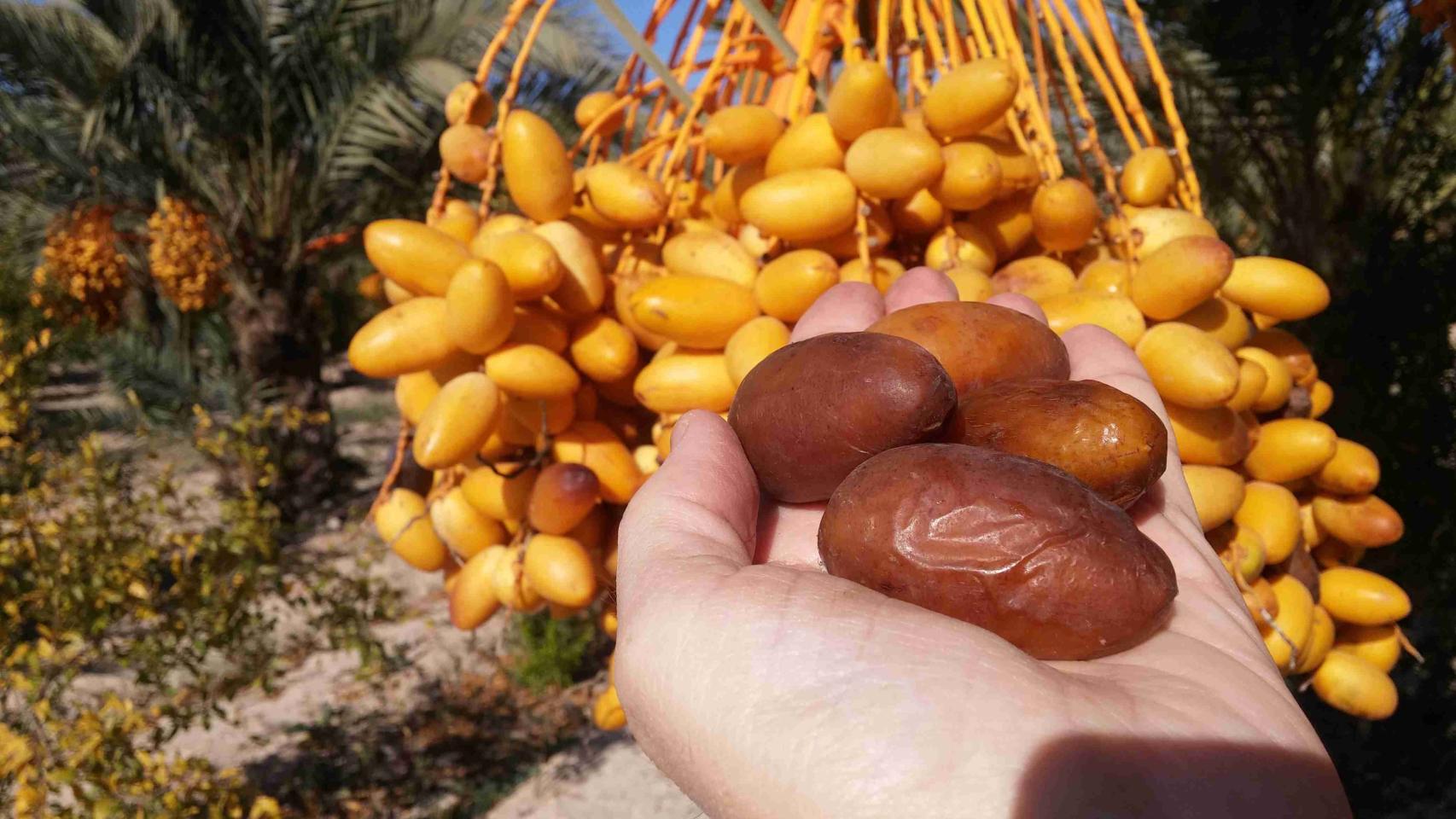 Dátiles de Elche.