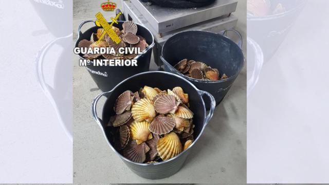 Vieiras incautadas en A Pobra do Caramiñal