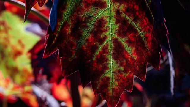 Los vinos a precios increíbles que no puedes dejar pasar en el Black Friday