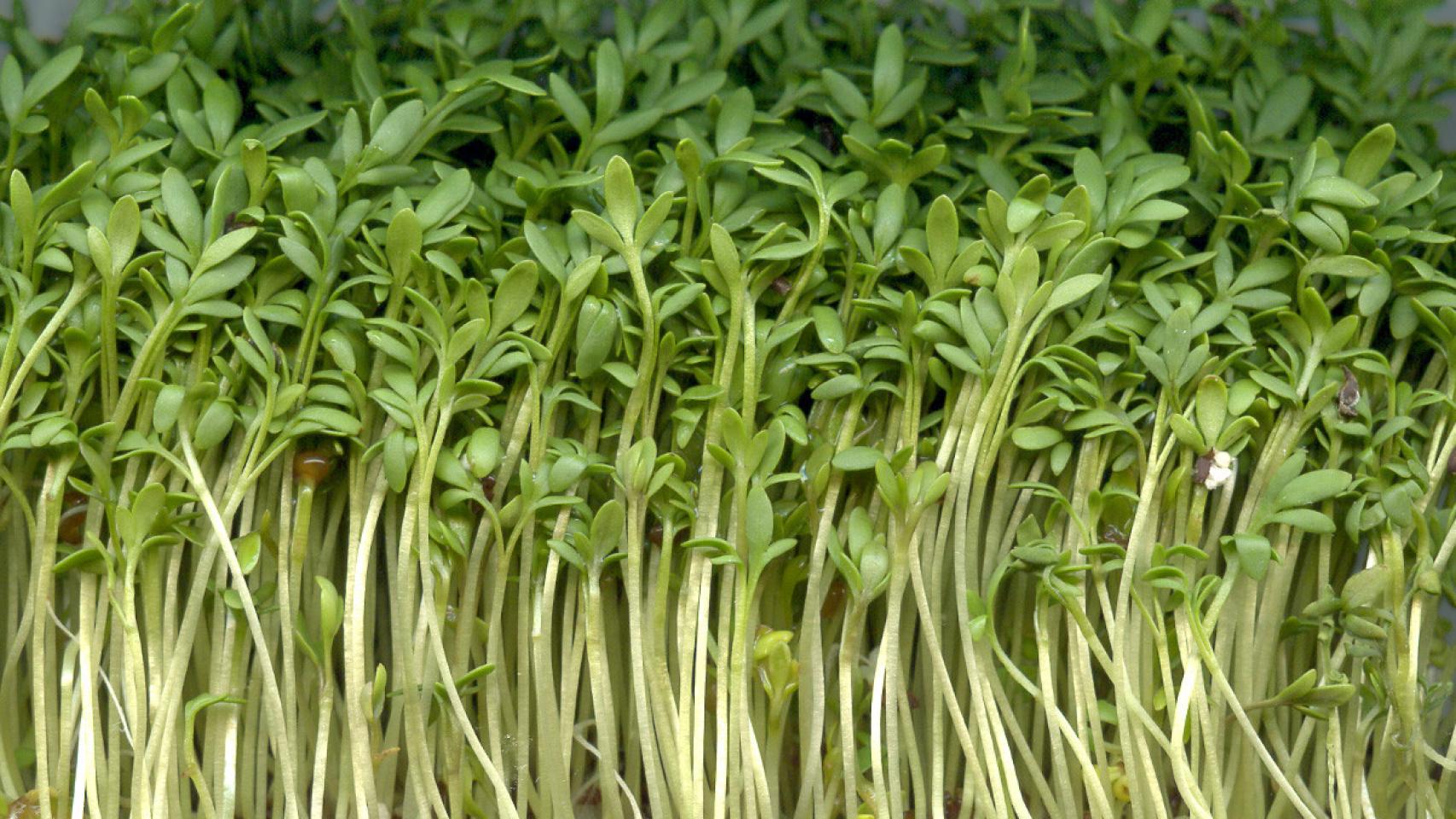 Berrros crudos.