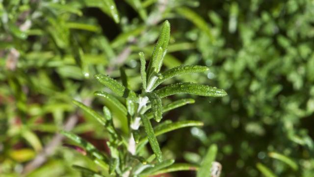 El romero es una de las más populares y se puede cultivar en casa sin demasiados problemas.