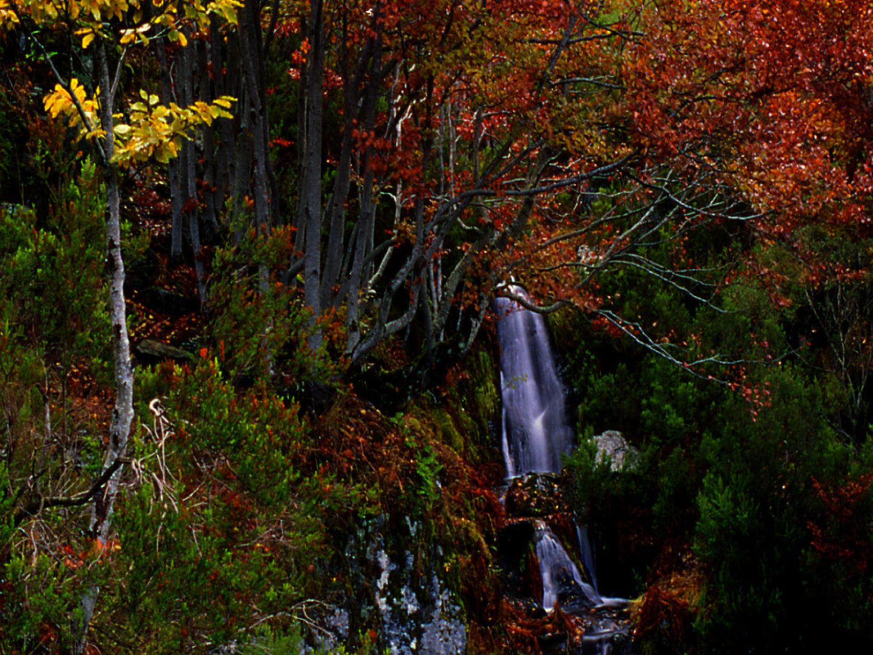 El Hayedo de Tejera Negra, en la provincia de Guadalajara. Foto: Turismo CLM.