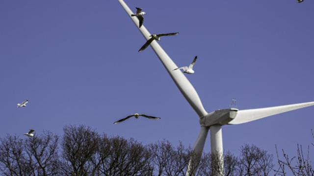 Foto de archivo de aves volando alrededor de un aerogenerador.