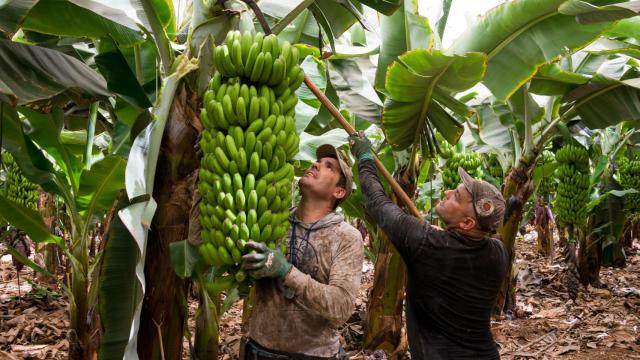 Imagen de archivo de los plátanos de Canarias.