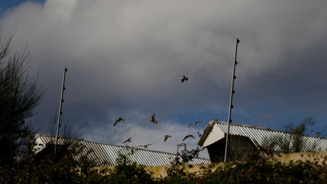 Aves en la granja de visones de Carral.