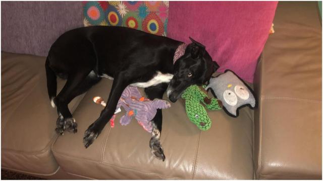 La galga desaparecida.