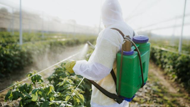 Imagen de archivo de un agricultor fumigando sus cultivos.