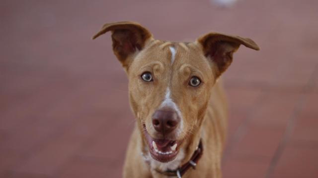 Estas son las señales que te indican que tu perro es cazador