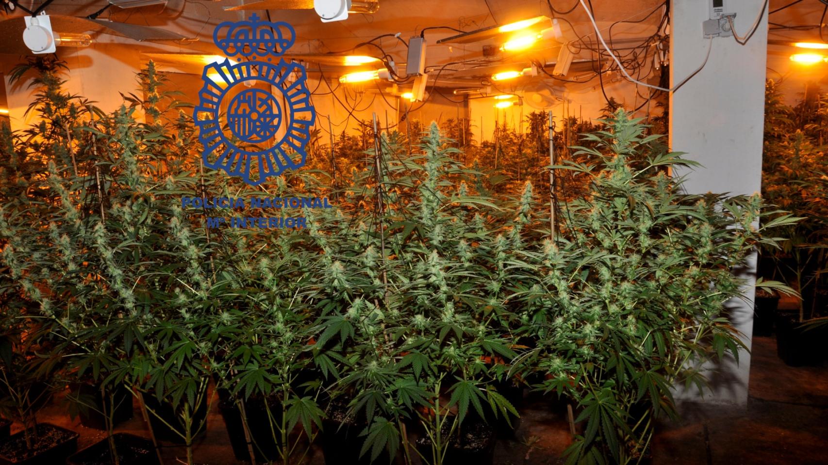 Nave con la plantación de marihuana en Pontevedra.