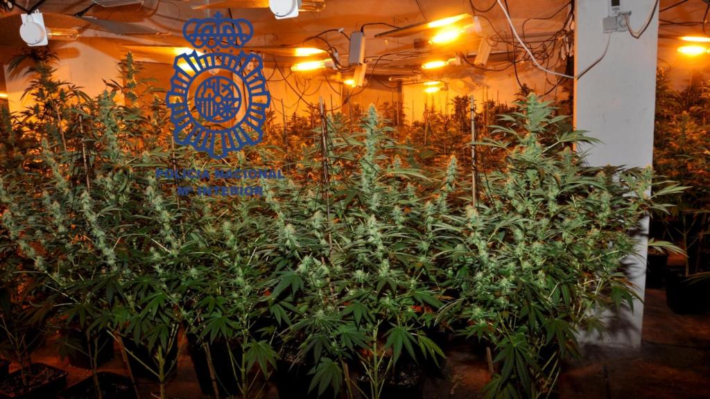 Nave con la plantación de marihuana en Pontevedra.