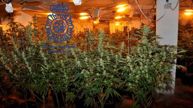 Nave con la plantación de marihuana en Pontevedra.