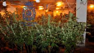 Nave con la plantación de marihuana en Pontevedra.
