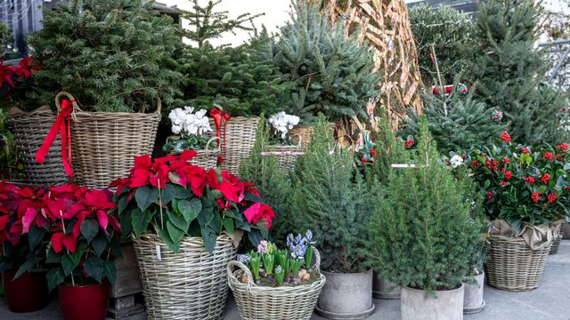 Mercado de plantas y árboles de Navidad.