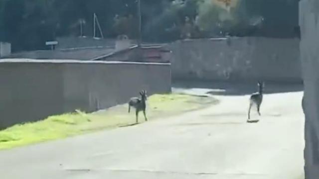 Graban a una pareja de corzos correteando por las calles de Toledo