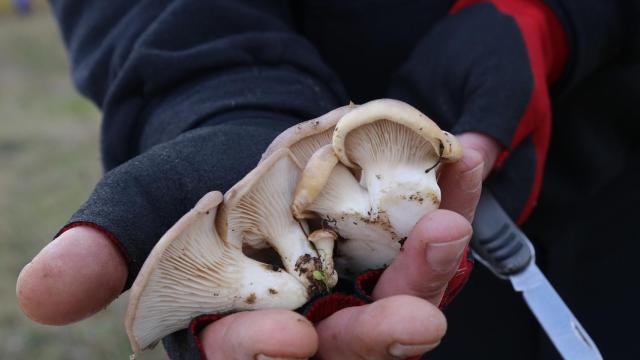 Un hombre recoge setas de cardo.